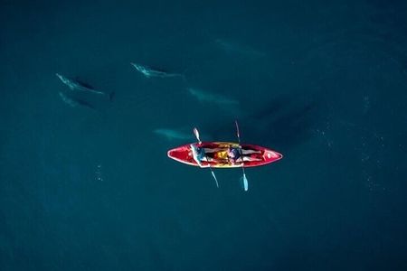Guided Kayak 2 Hours Activity with Dolphins