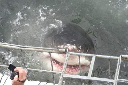 Shark Cage Diving 