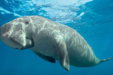Marsa Mubarak Boat Trip with Dugongs and Turtles in Marsa Alam
