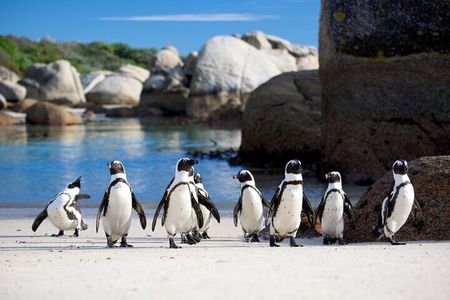Full-Day Private Tour: Highlights of the Cape