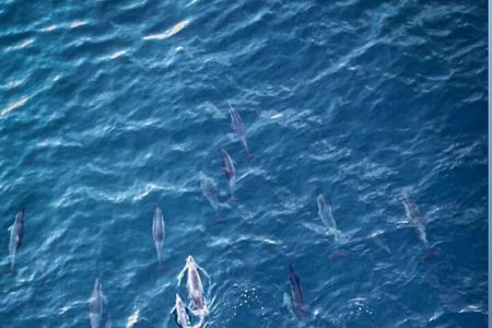 Private Morning Dolphin Watching Snorkeling and Seafood BBQ 