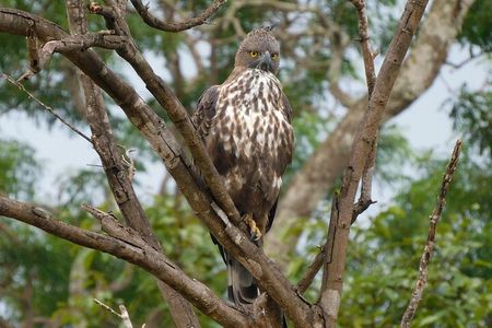 Bundala National Park Safari (ALL INCLUSIVE) PRIVATE TOURS