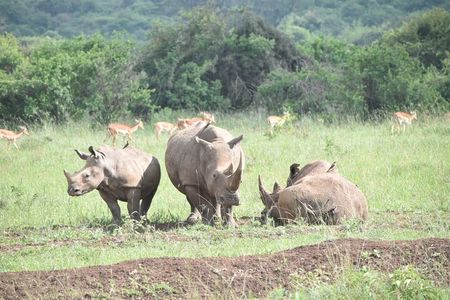 Nairobi National Park Half day trip with 4x4 Safari Land Cruiser