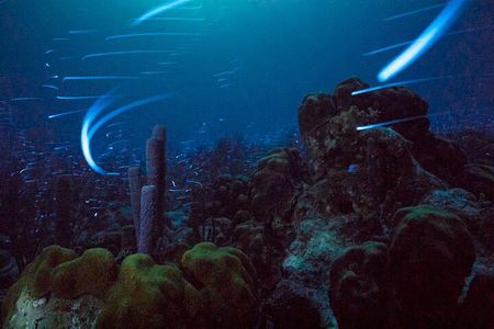 Bioluminescent Night Snorkeling