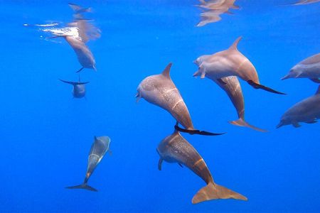 Huatulco Ocean & Reef Eco Adventures