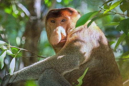 Sarawak Bako National Park Tour : Pristine Rainforest Jungle