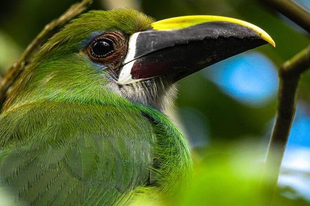Birding route to learn about nature, Salento