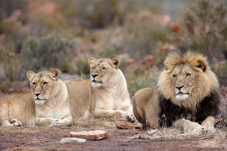 Big 5 Safari One Day Tour