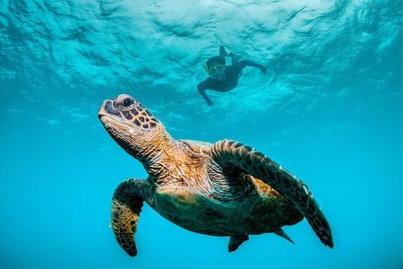 Ocean Eco Adventure with Marine Biologist Guides