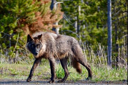 Yellowstone Wildlife and Photo Upper Loop Tour West Yellowstone