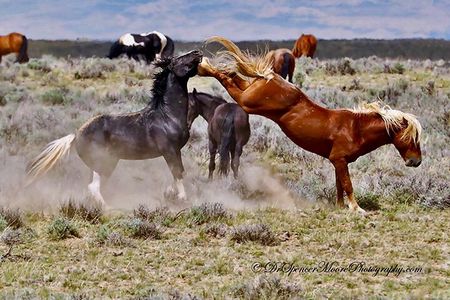 Red Canyon Wild Mustang Tour