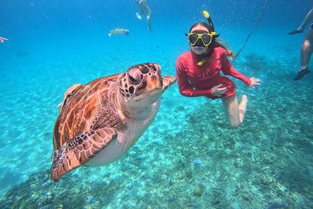 Curacao: Swimming with Sea Turtles meets Sea turtle beach