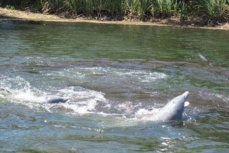 3 Hour See Crystal River Wildlife Safari Boat Cruise