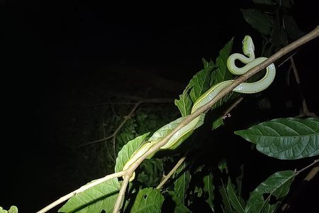 Naturegocr Monteverde 