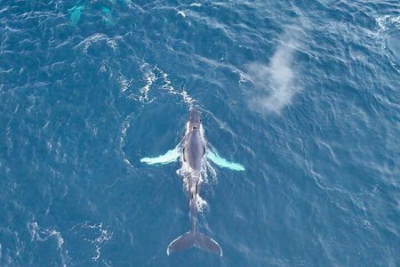Alta Fjord Whale Watching on a Heated Boat