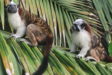 Guided Tour in Sloth Sanctuary and Monkey Island