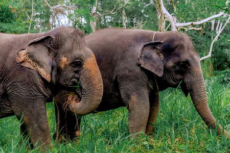 4-Hours Phuket Ethical Elephant Sanctuary Tour with Lunch