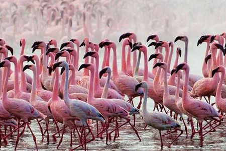 Private Day Tour to Lake Baringo from Nairobi