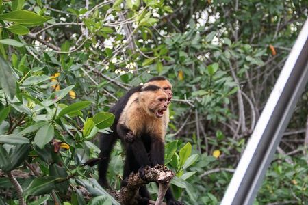 Mangrove Kayak Tour | Quepos & Manuel Antonio