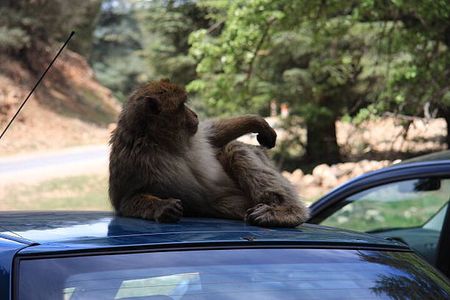 Day Trip From Fes to The Middle Atlas: Imouzzar -Ifrane -Azrou 
