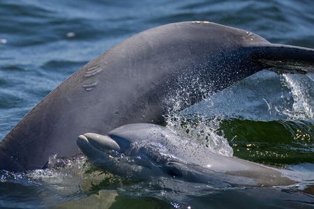 Frisky Mermaid Dolphin + Scenic Bay Sightseeing Tour