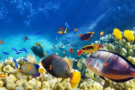 Private Island Hopping in Nasuluan, Hiltotongan and Caohngan 