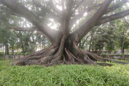 Lalbagh Botanical Garden Early Morning Walk + Breakfast at MTR