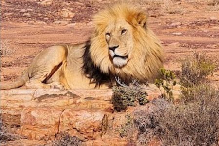 Aquila big five safari with transport, lunch Exclusive park fee.