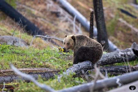 Yellowstone Wildlife and Photo Upper Loop Tour West Yellowstone 