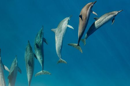 Private Wild Dolphin Encounter Day Trip