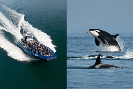 Anacortes Whale Watching Adventure Tour - Zodiac Boat