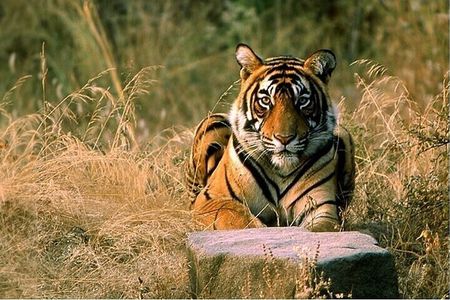 08 Days Golden Triangle Tour with Ranthambore and Jhalana Safari