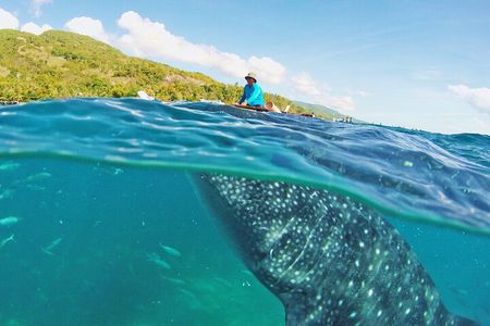 Whale Shark Snorkeling, Kawasan Falls, Sardines Run from Cebu