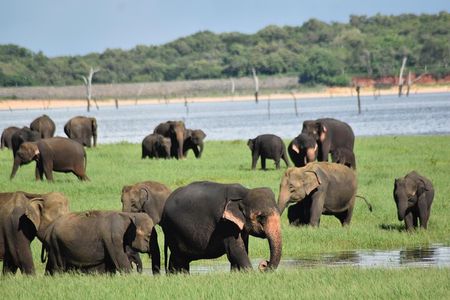 Private Jeep Safari at Minneriya National Park to Visit Elephants