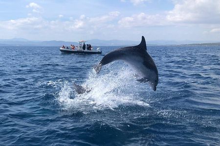 Dolphin Watching and Snorkeling in Figarolo in Sardinia