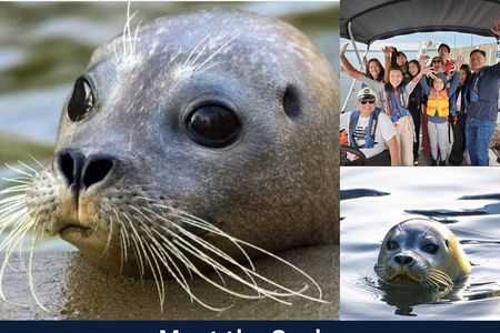 Meet The Seals Boat Tour - Travel by boat to a Secret Seal Cove