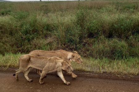 Half Day Nairobi National Park 