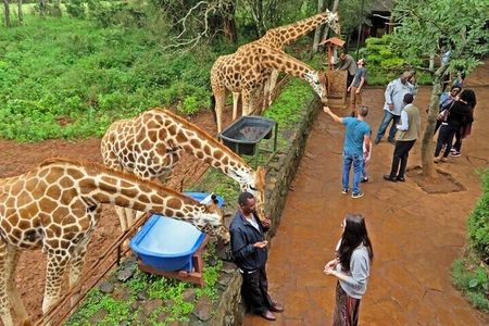 Private Tour To Giraffe Centre in Nairobi