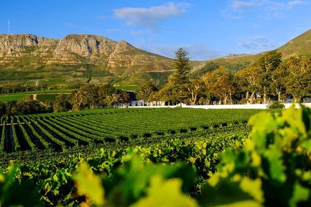 Table Mountain to World of Birds and Constantia Wineries Tour