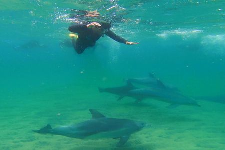 Swim With The Dolphins Experience in Bunbury Australia 