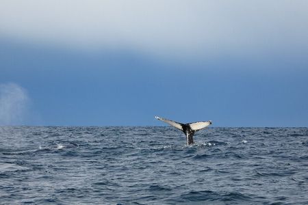Evening Whale Watching & Puffin Cruise in the Arctic Sun