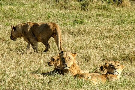 5 Days Tsavo east & Amboseli exploring from Mombasa/Diani/watamu