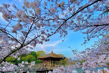 Kyoto and Nara Day Tour from Osaka