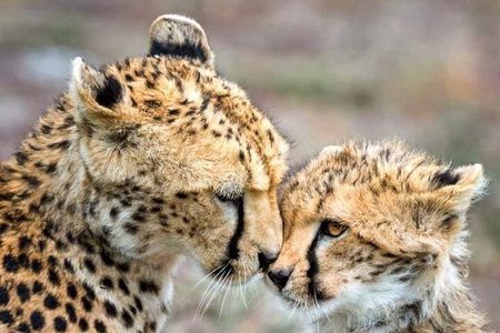 The Cheetah Outreach and Award-Winning Winelands in Cape Town