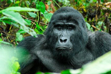 3-Day Gorilla Trekking Safari in Uganda 
