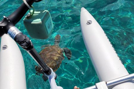 Curaçao: Easy Water Bike Ride with Sea Turtle Viewing & Photos