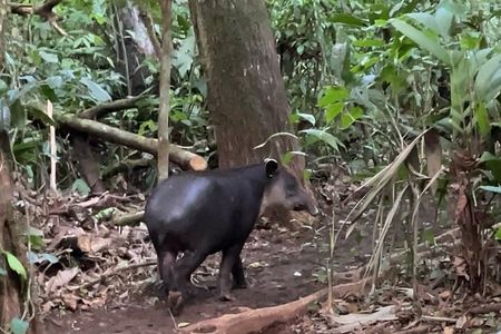 Rainforest Night Tour at Tapir Home Bijagua