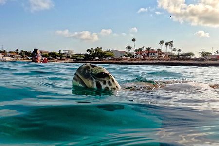 Turtle Snorkeling Tour in Tres Trapi, Aruba