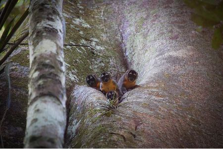 6-day Tour in the Amazon Rainforest at Curassow Amazon Lodge