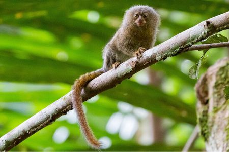 5-Day Primary Rainforest Adventure at Curassow Amazon Lodge